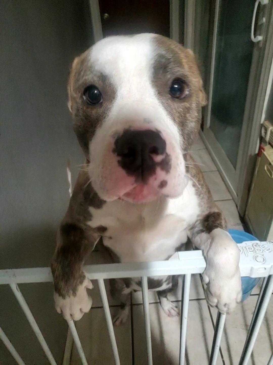 Belle, Adoptable, Young Female Pit Bull Terrier.