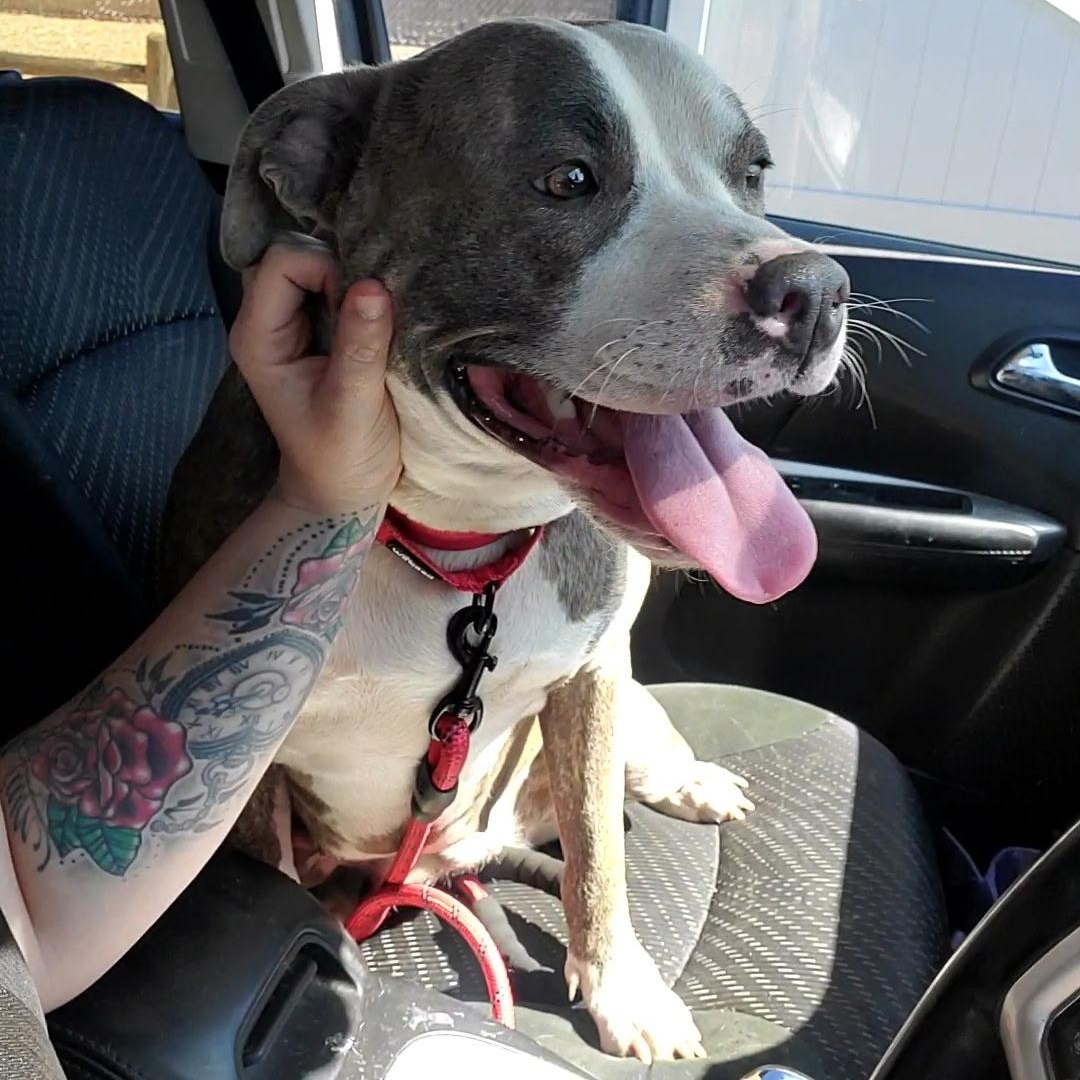 Belle, a Adoptable mixed breed in Tarzana, CA image 3/6