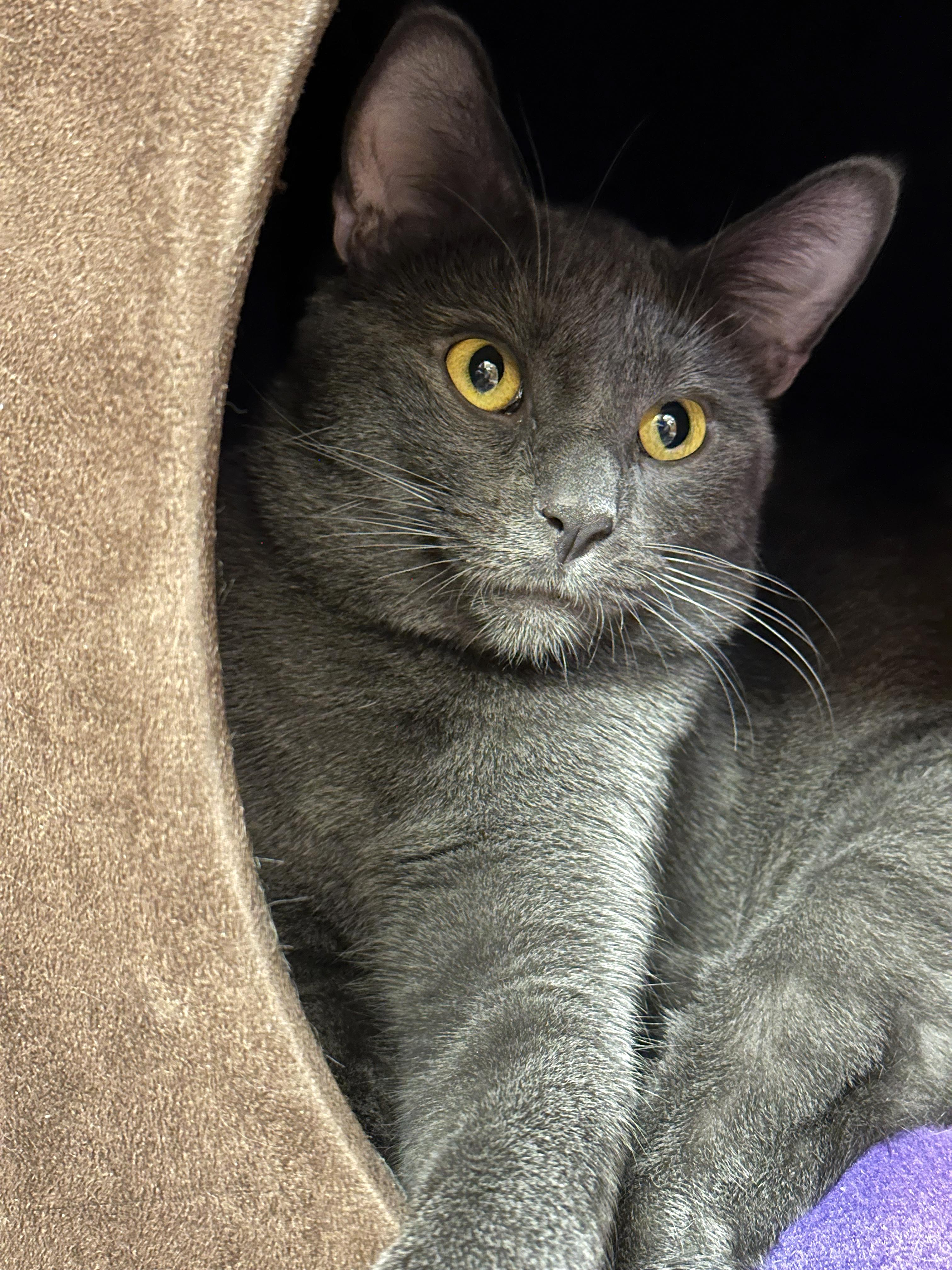 Calvin, an adopted Domestic Short Hair in Crystal Lake, IL image 4/4