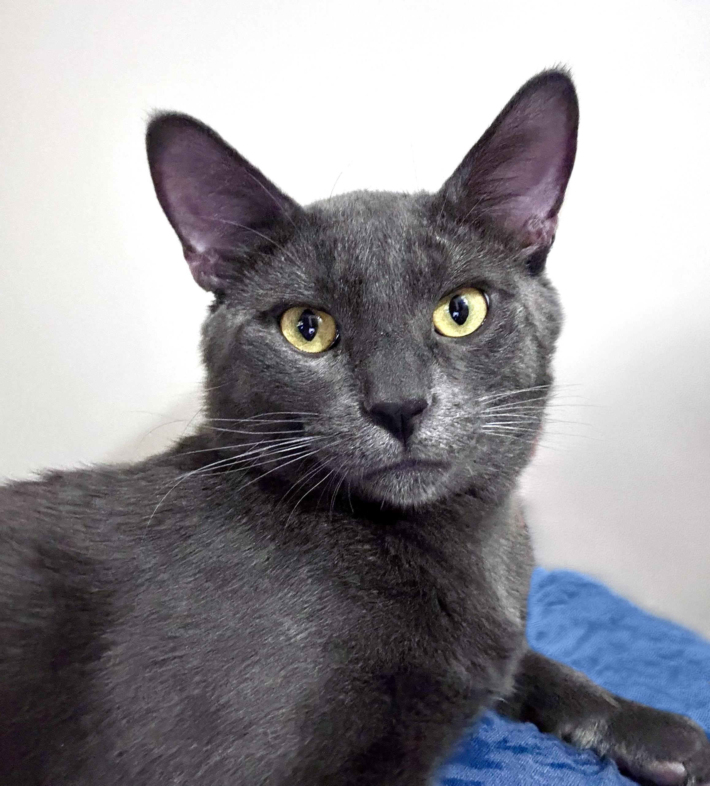 Calvin, an adopted Domestic Short Hair in Crystal Lake, IL image 3/4