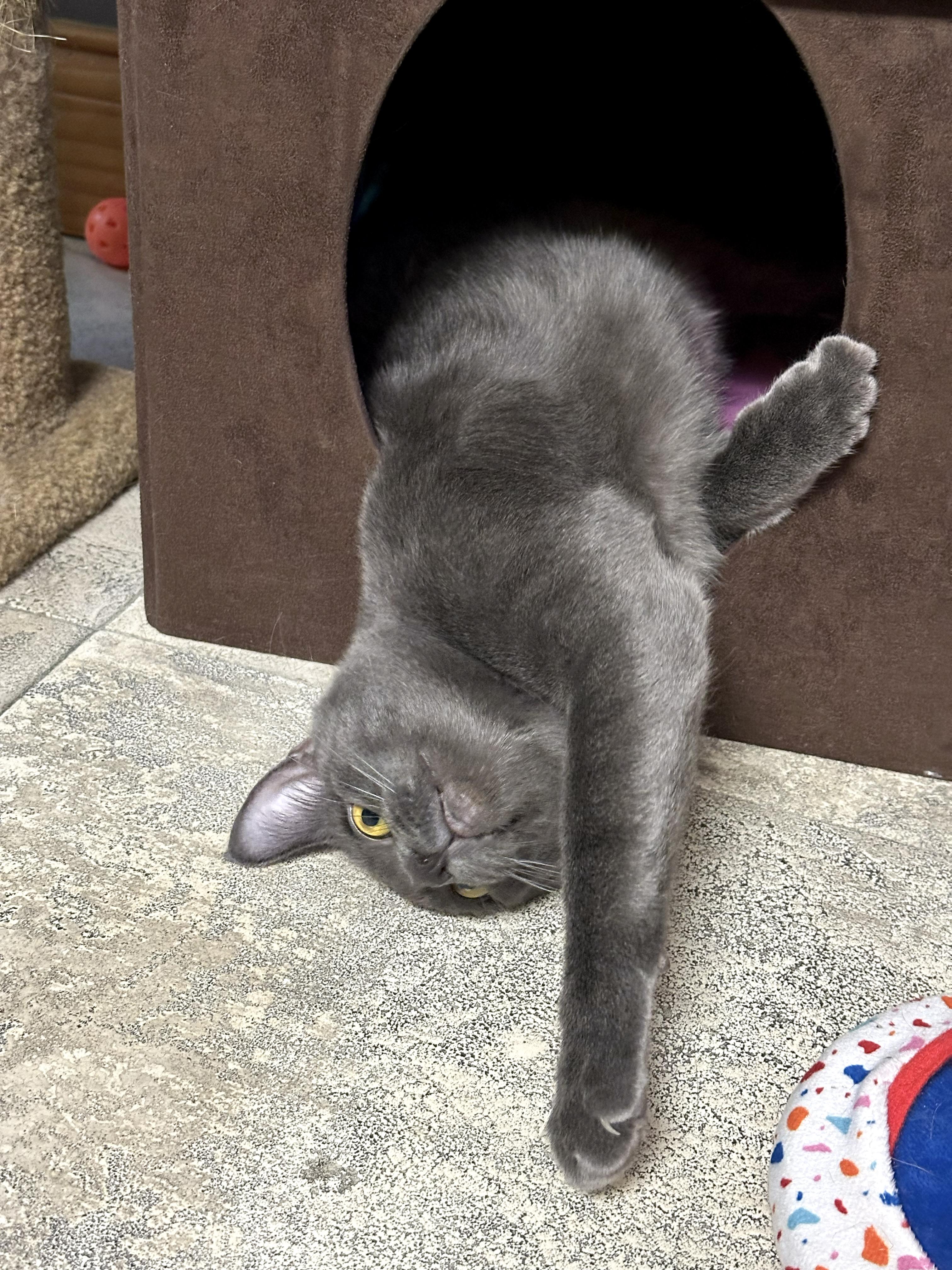 Calvin, an adopted Domestic Short Hair in Crystal Lake, IL image 2/4