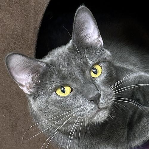 Calvin, adopted, Young Male Domestic Short Hair.