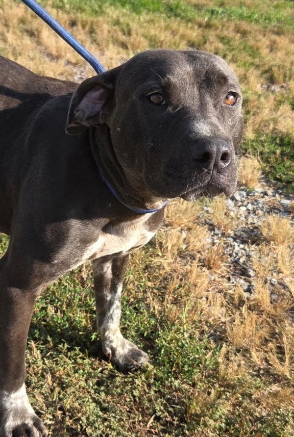 Buck, Adoptable, Young Male Pit Bull Terrier.