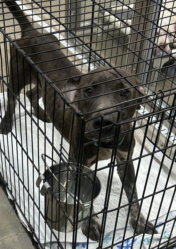 Enlarge Buck, a Adoptable mixed breed in Cleveland, TN image 2/2