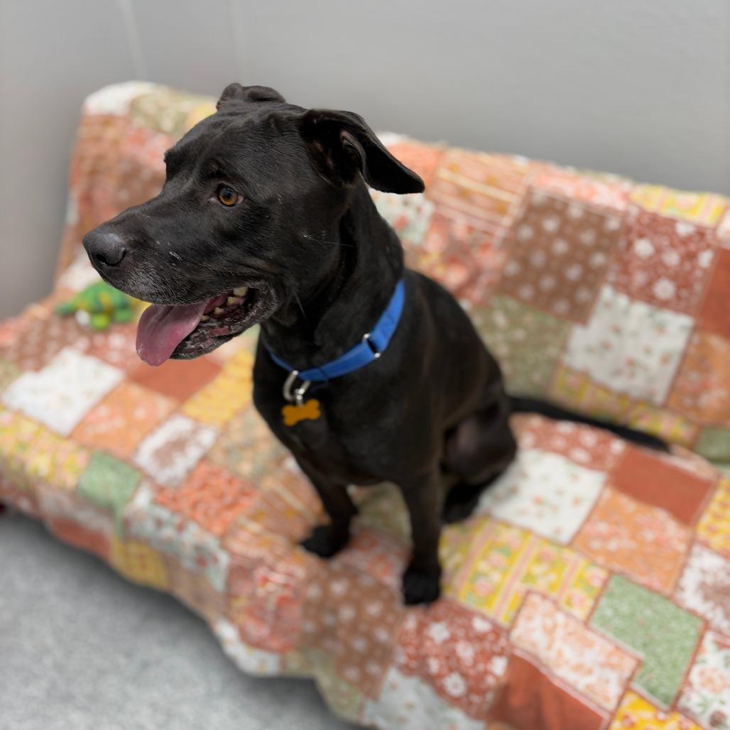 Enlarge Cole, a Adoptable mixed breed in Monticello, IA image 1/6