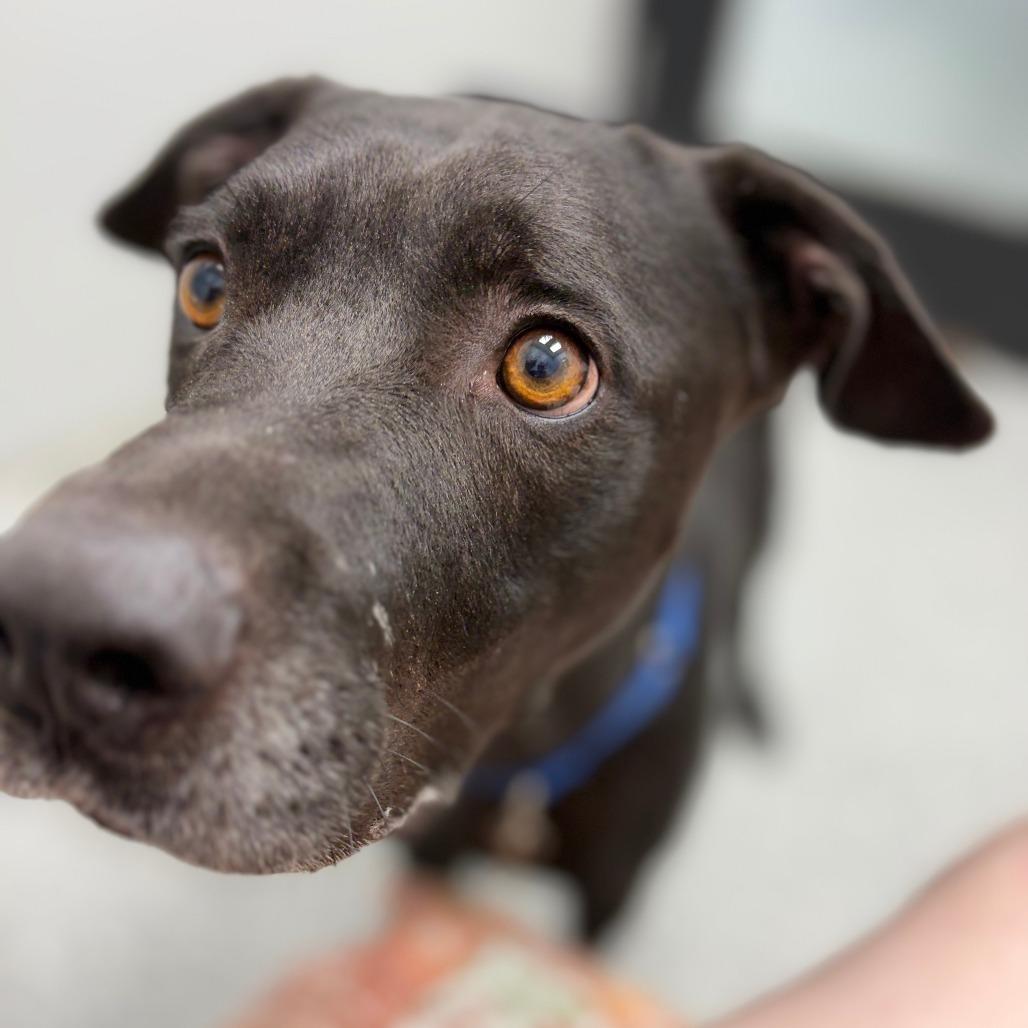 Enlarge Cole, a Adoptable mixed breed in Monticello, IA image 2/6