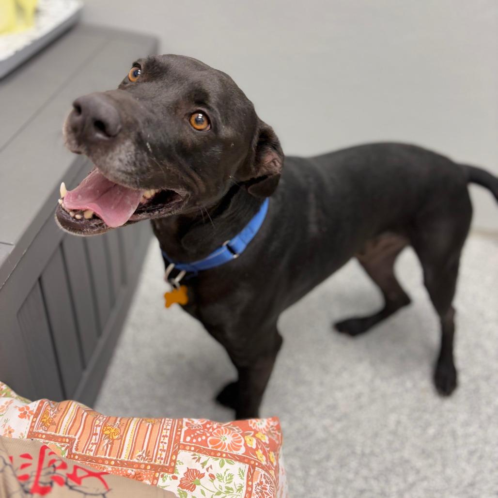 Enlarge Cole, a Adoptable mixed breed in Monticello, IA image 3/6