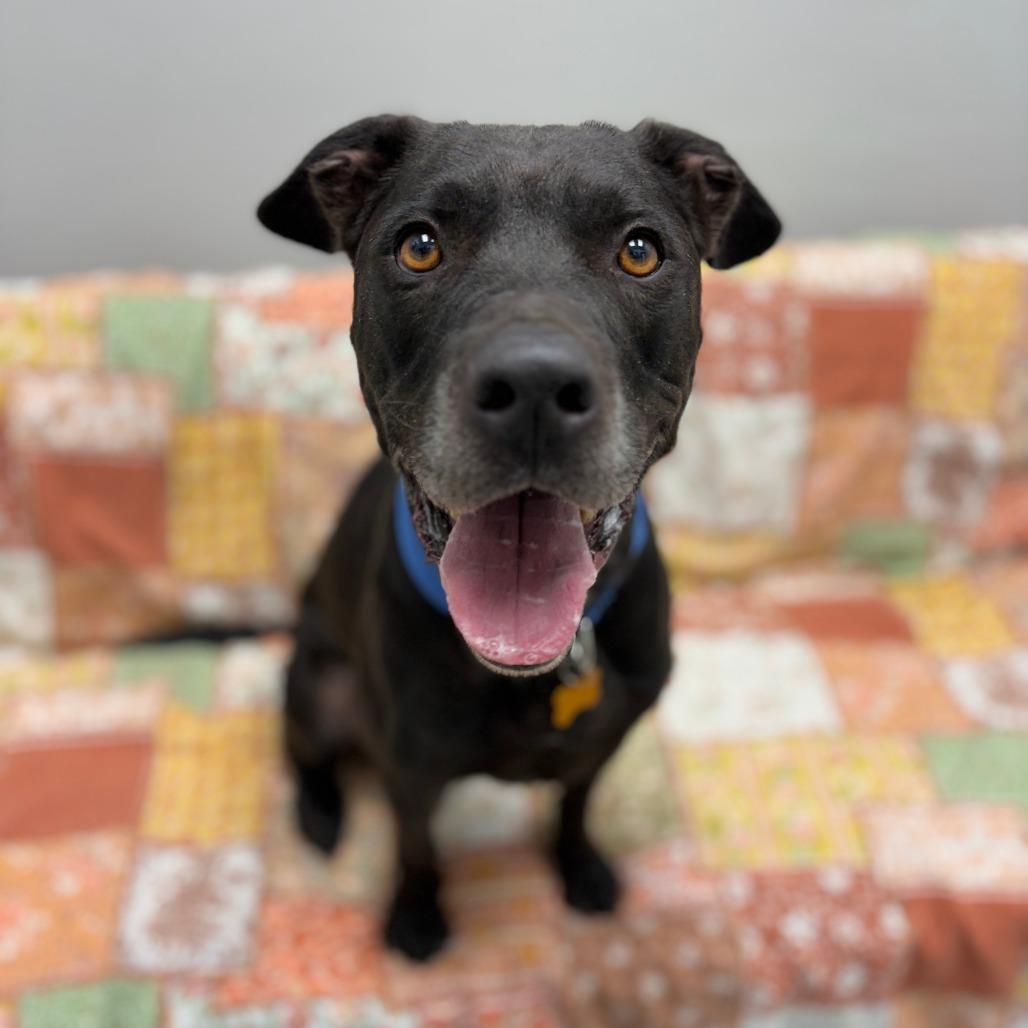 Enlarge Cole, a Adoptable mixed breed in Monticello, IA image 4/6