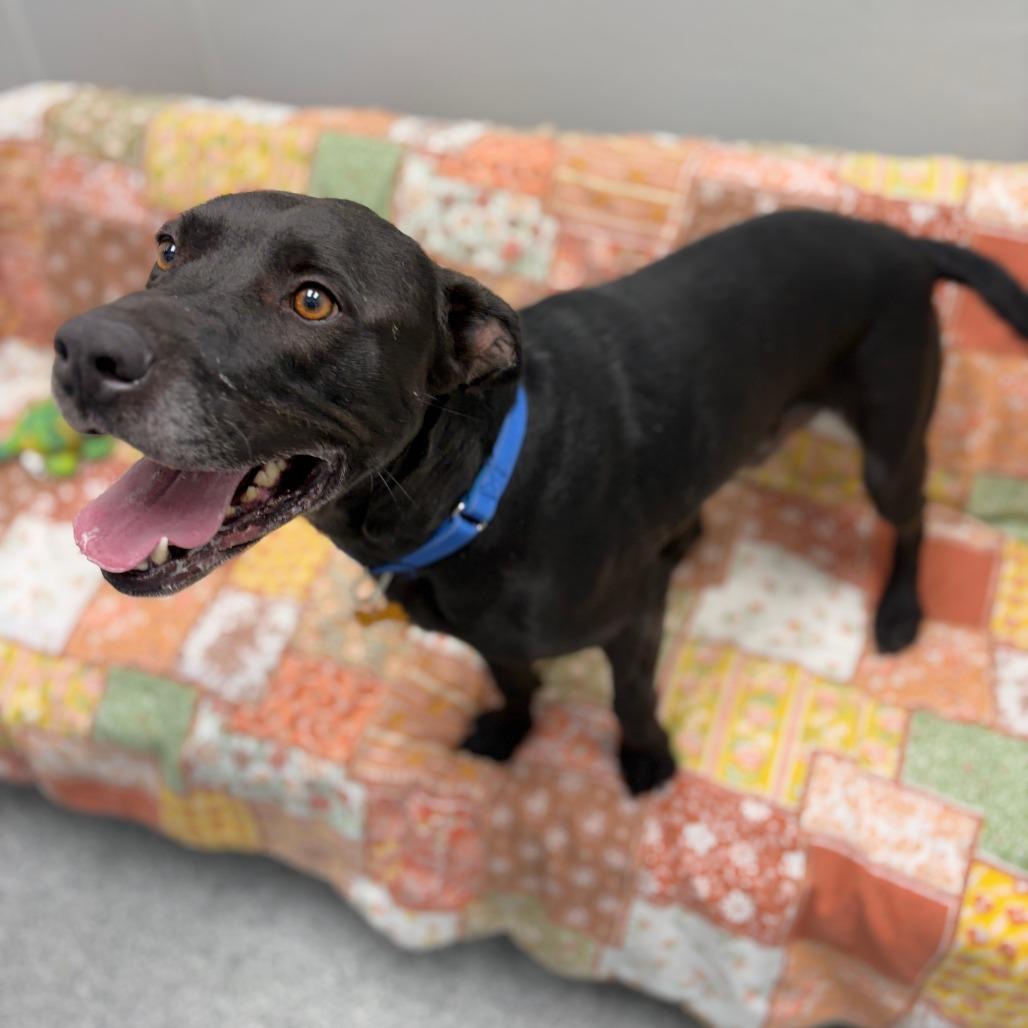 Enlarge Cole, a Adoptable mixed breed in Monticello, IA image 5/6