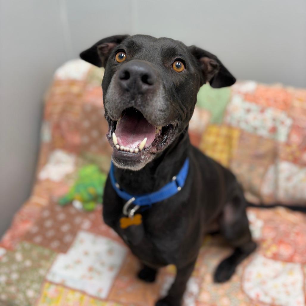 Enlarge Cole, a Adoptable mixed breed in Monticello, IA image 6/6
