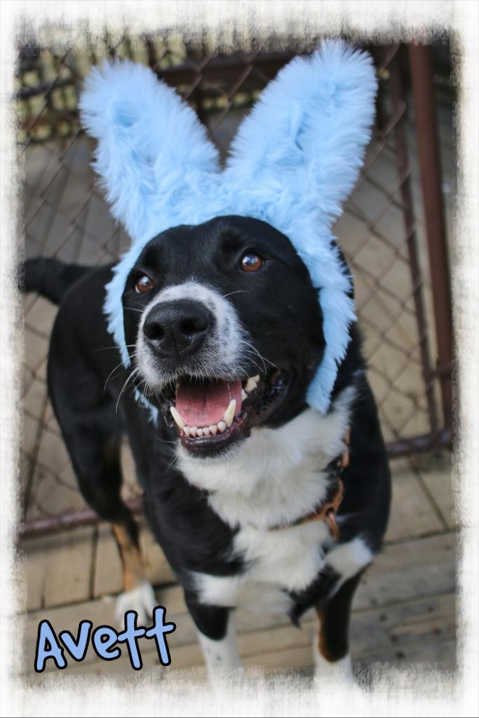 Avett, a Adoptable mixed breed in Shippenville, PA image 6/6