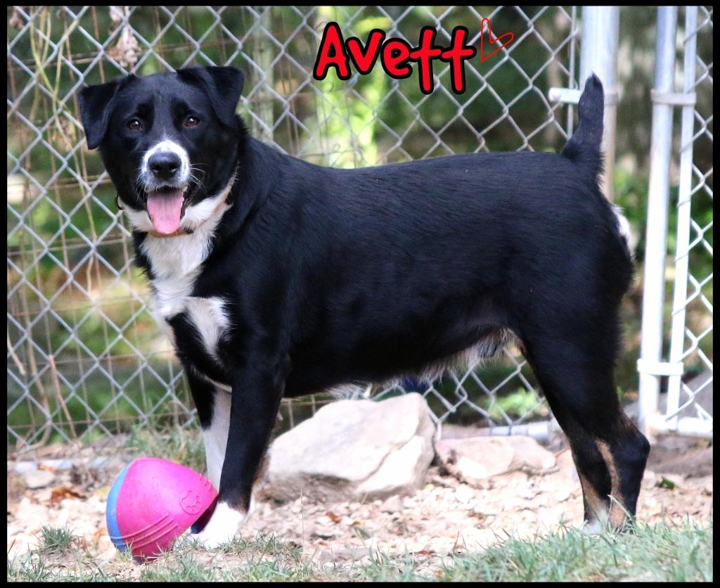 Avett, Adoptable, Adult Male Border Collie & Australian Cattle Dog / Blue Heeler.