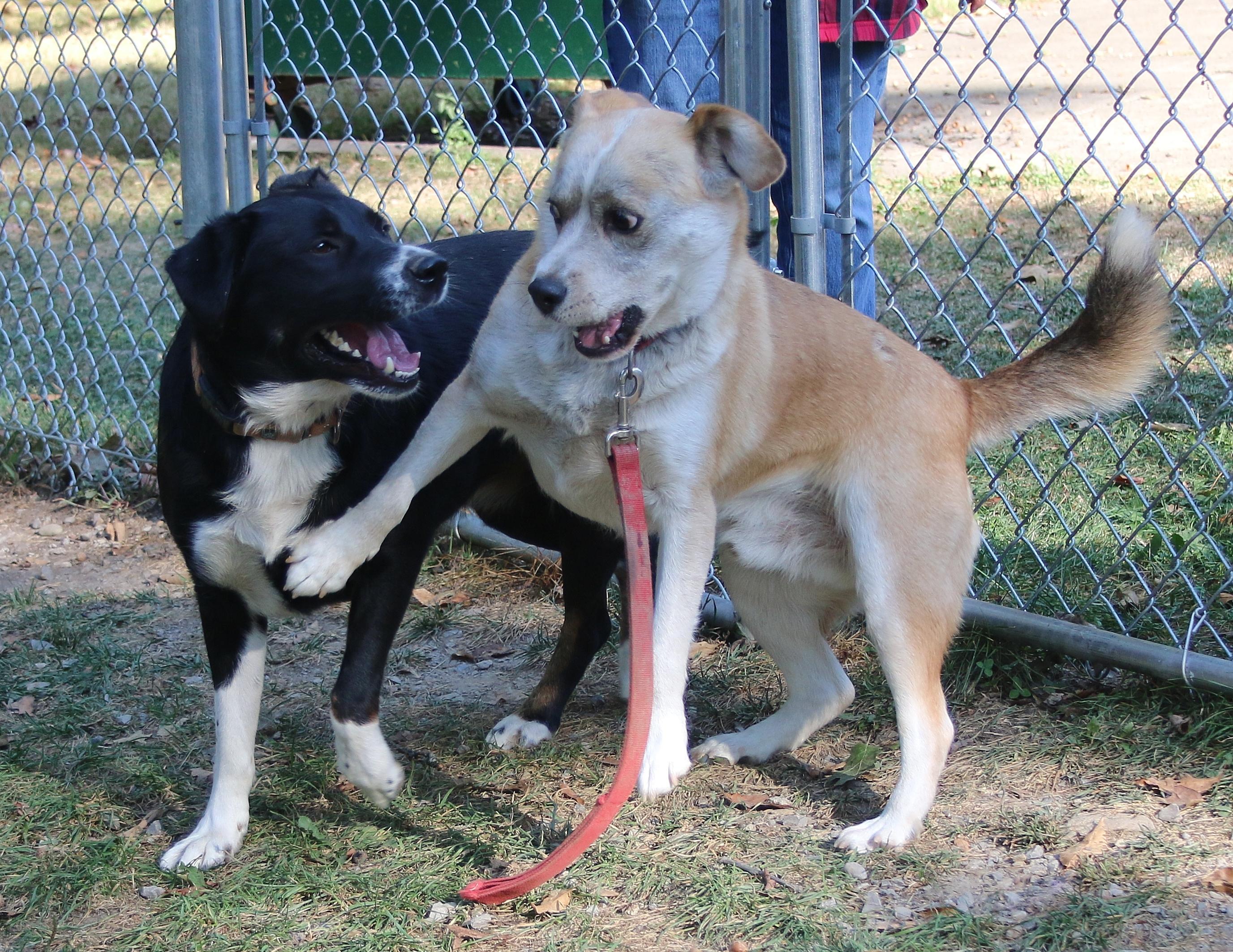 Avett, a Adoptable mixed breed in Shippenville, PA image 5/6