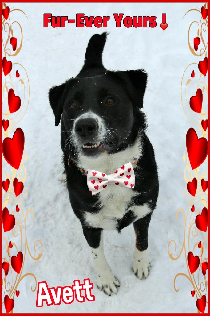 Avett, a Adoptable mixed breed in Shippenville, PA image 6/6