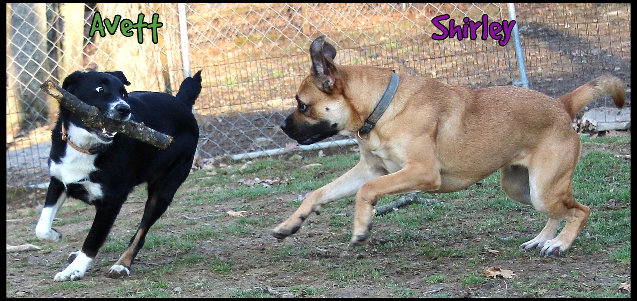 Avett, a Adoptable mixed breed in Shippenville, PA image 4/6