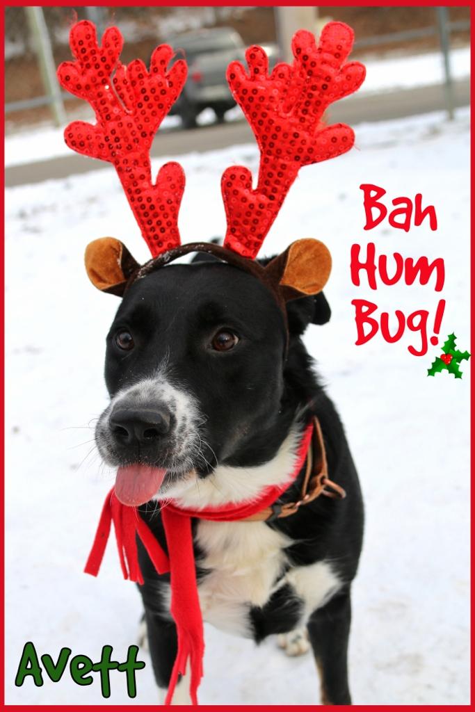 Avett, Adoptable, Adult Male Border Collie & Australian Cattle Dog / Blue Heeler.