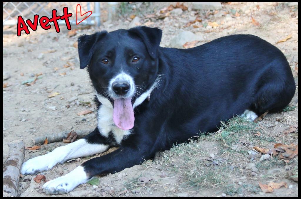 Avett, a Adoptable mixed breed in Shippenville, PA image 6/6