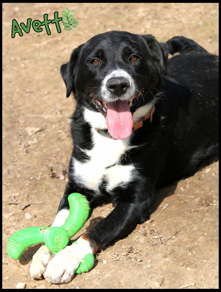Avett, Adoptable, Adult Male Border Collie & Australian Cattle Dog / Blue Heeler.