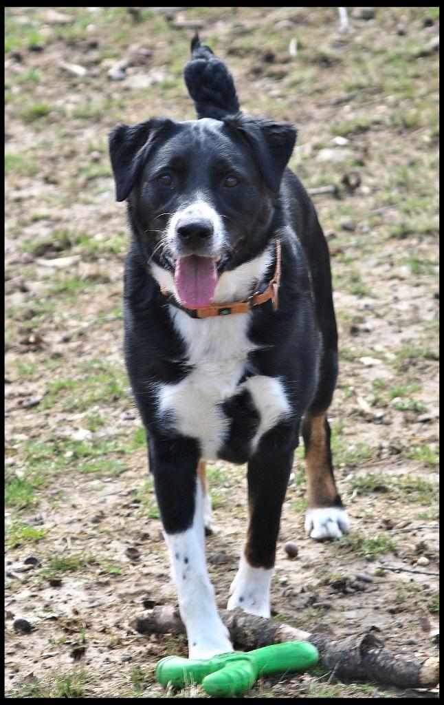 Avett, a Adoptable mixed breed in Shippenville, PA image 2/6