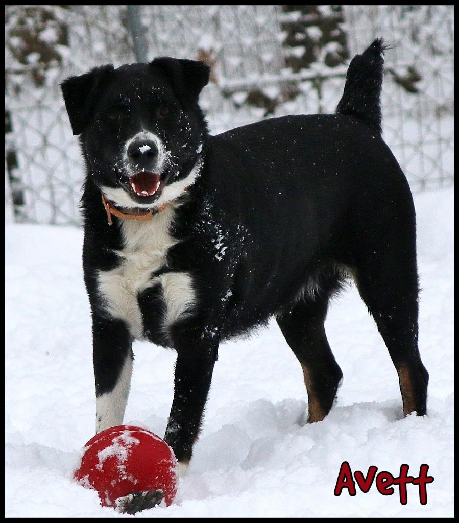 Avett, Adoptable, Adult Male Border Collie & Australian Cattle Dog / Blue Heeler.