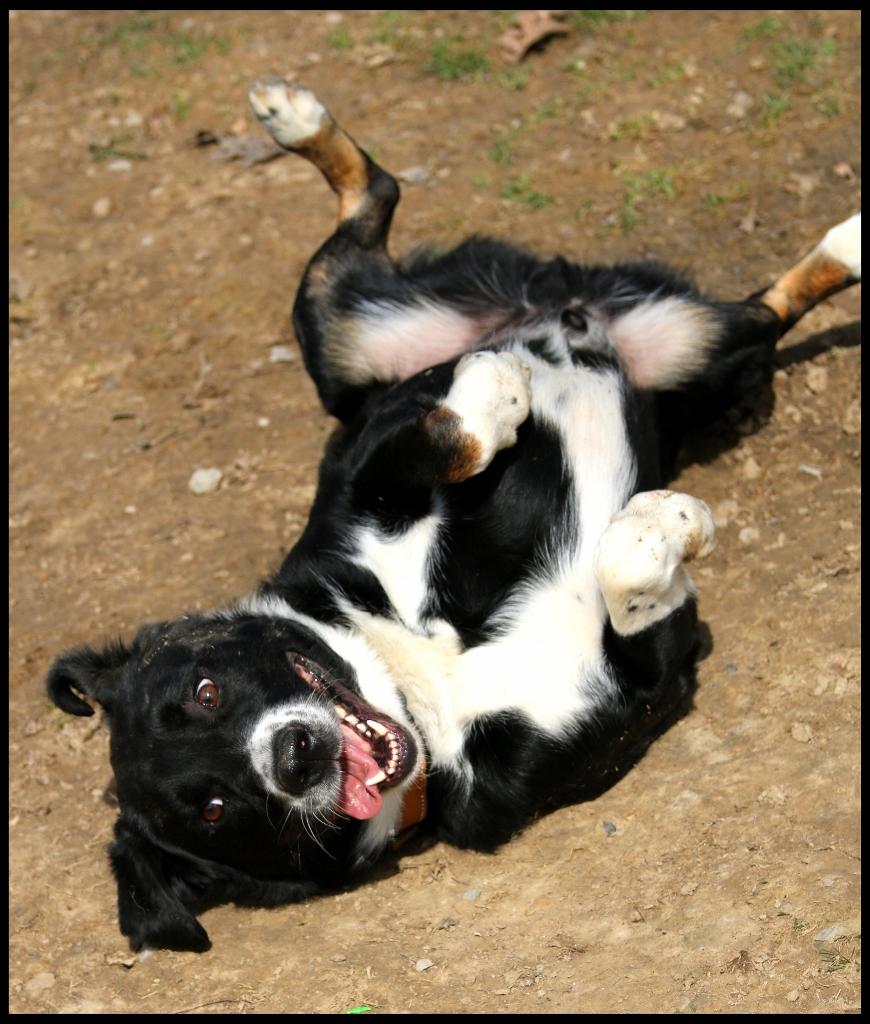 Avett, a Adoptable mixed breed in Shippenville, PA image 3/6