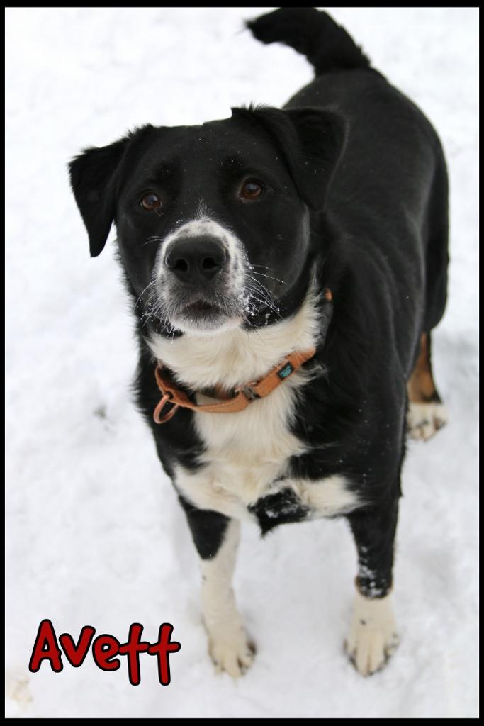 Avett, a Adoptable mixed breed in Shippenville, PA image 3/6