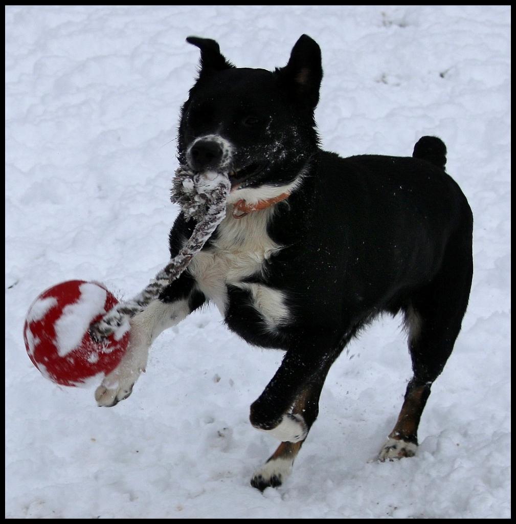 Avett, a Adoptable mixed breed in Shippenville, PA image 4/6