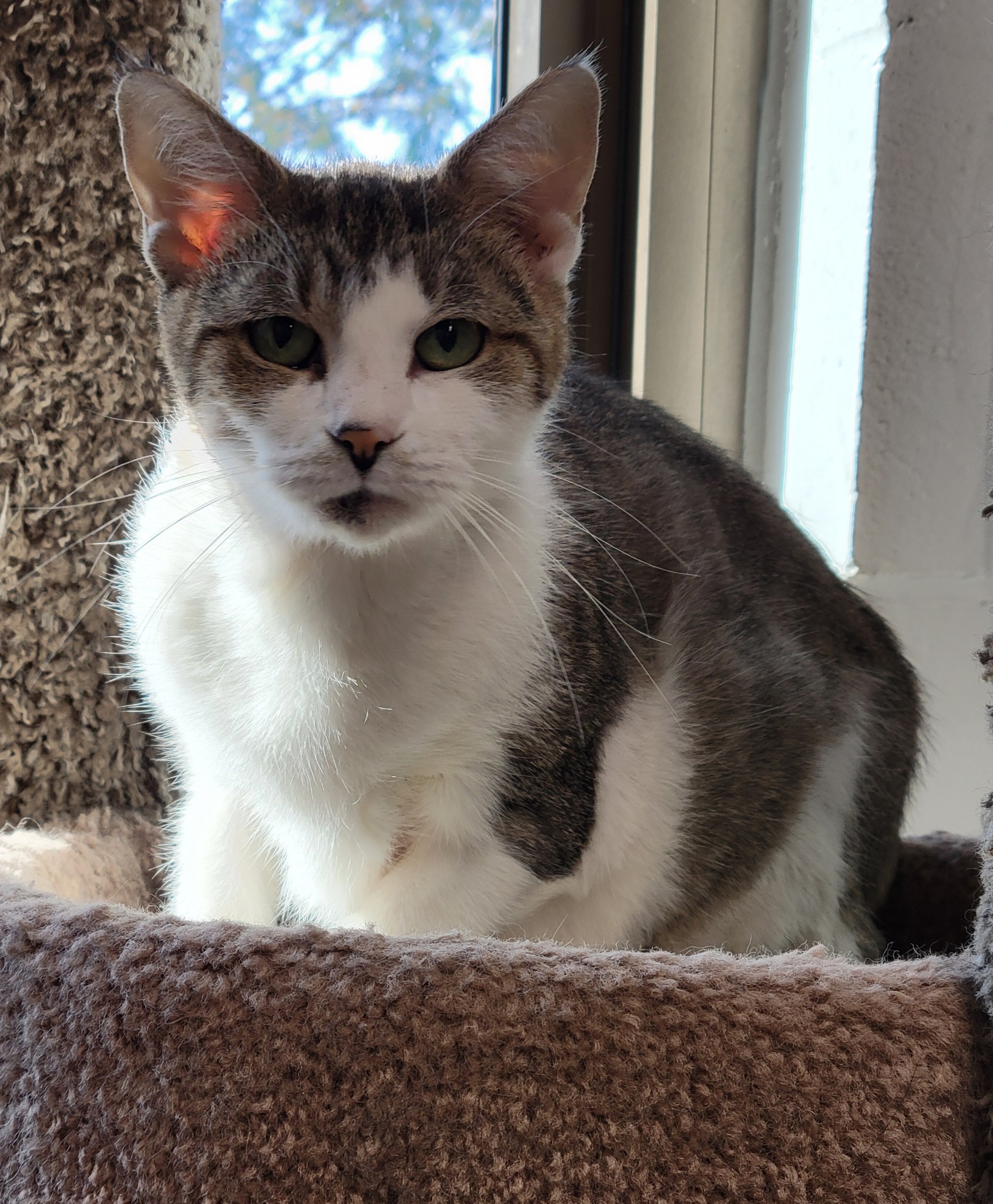 Delaware, an adopted Domestic Short Hair in Yorkville, IL_image-1
