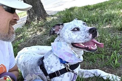 Enlarge Bunnie, a Adoptable mixed breed in Washington, DC image 1/3