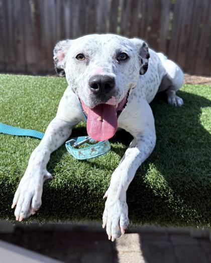 Enlarge Bunnie, a Adoptable mixed breed in Washington, DC image 2/3