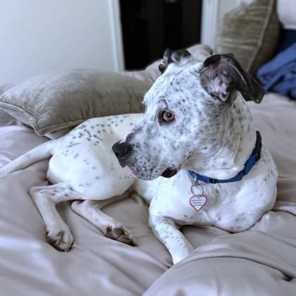 Enlarge Bunnie, a Adoptable mixed breed in Washington, DC image 3/3