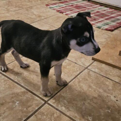 Coal, Adoptable, Young Male Siberian Husky & Mixed Breed.