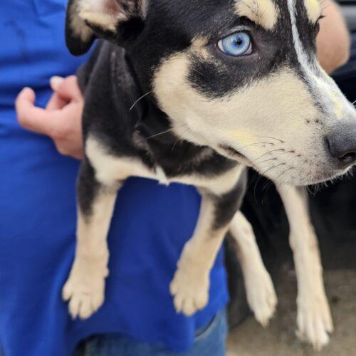 Enlarge Coal, a Adoptable mixed breed in Biloxi, MS image 2/6