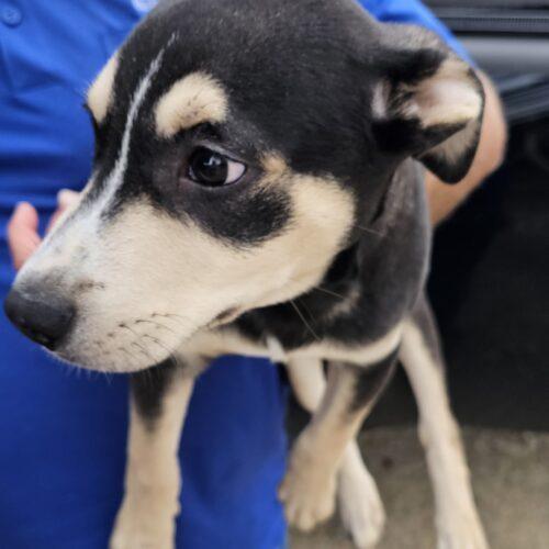 Enlarge Coal, a Adoptable mixed breed in Biloxi, MS image 3/6