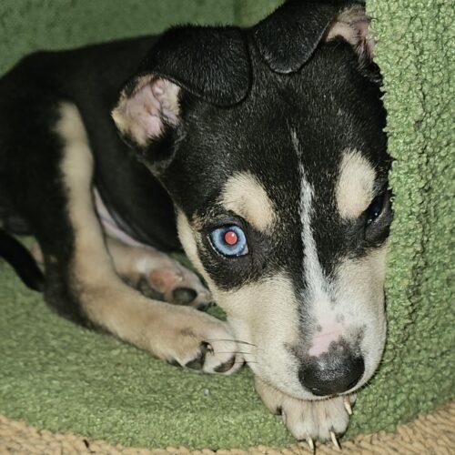Enlarge Coal, a Adoptable mixed breed in Biloxi, MS image 4/6