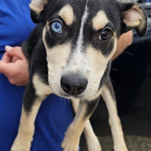 Enlarge Coal, a Adoptable mixed breed in Biloxi, MS image 5/6