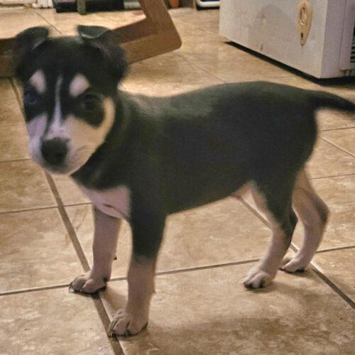 Enlarge Coal, a Adoptable mixed breed in Biloxi, MS image 6/6