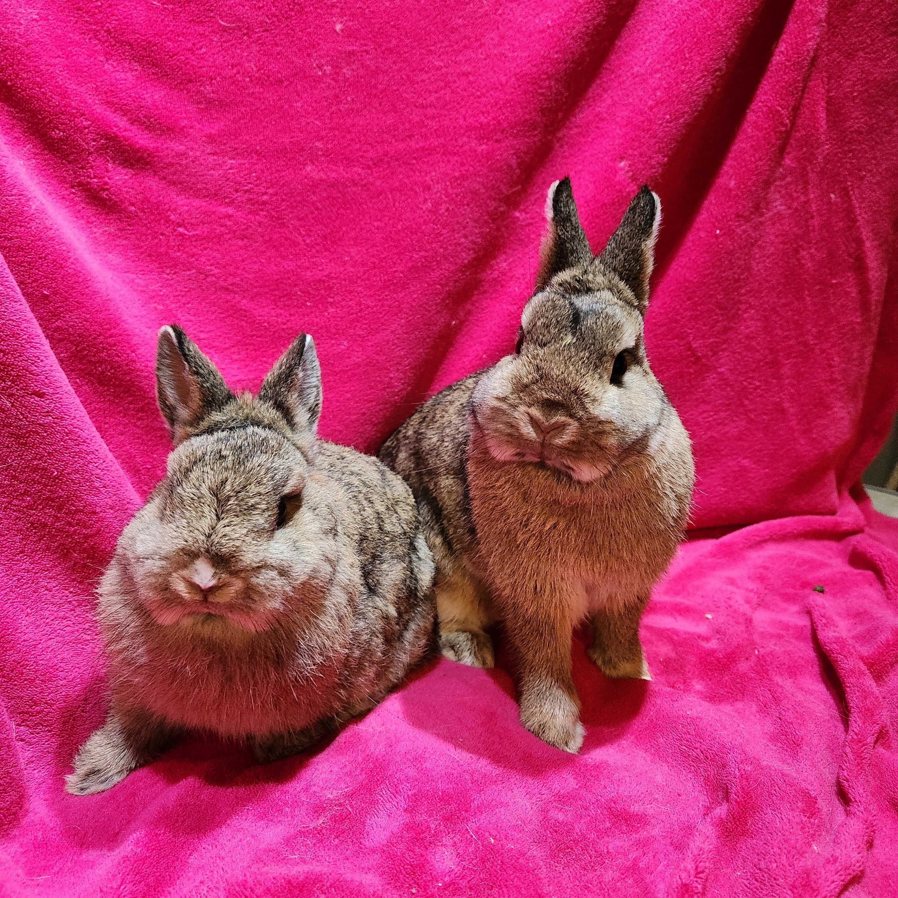 Enlarge Kassie & Pipsqueak, a Adopted Netherland Dwarf in Gig Harbor, WA image 2/5