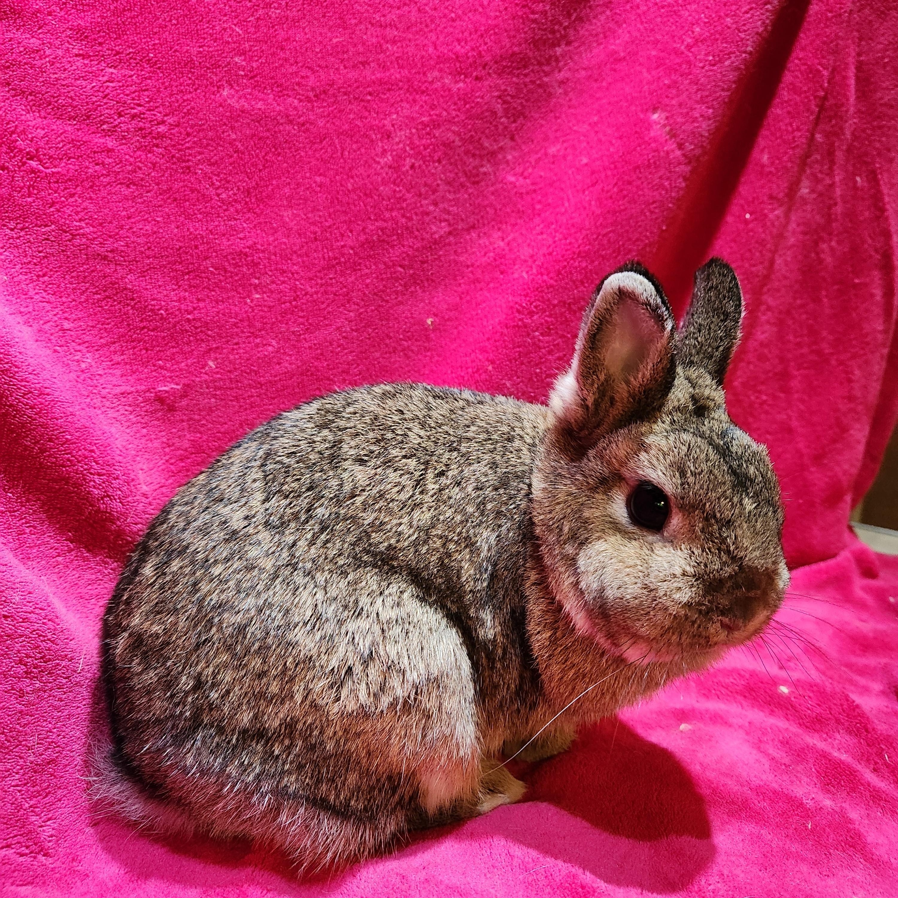 Enlarge Kassie & Pipsqueak, a Adopted Netherland Dwarf in Gig Harbor, WA image 5/5