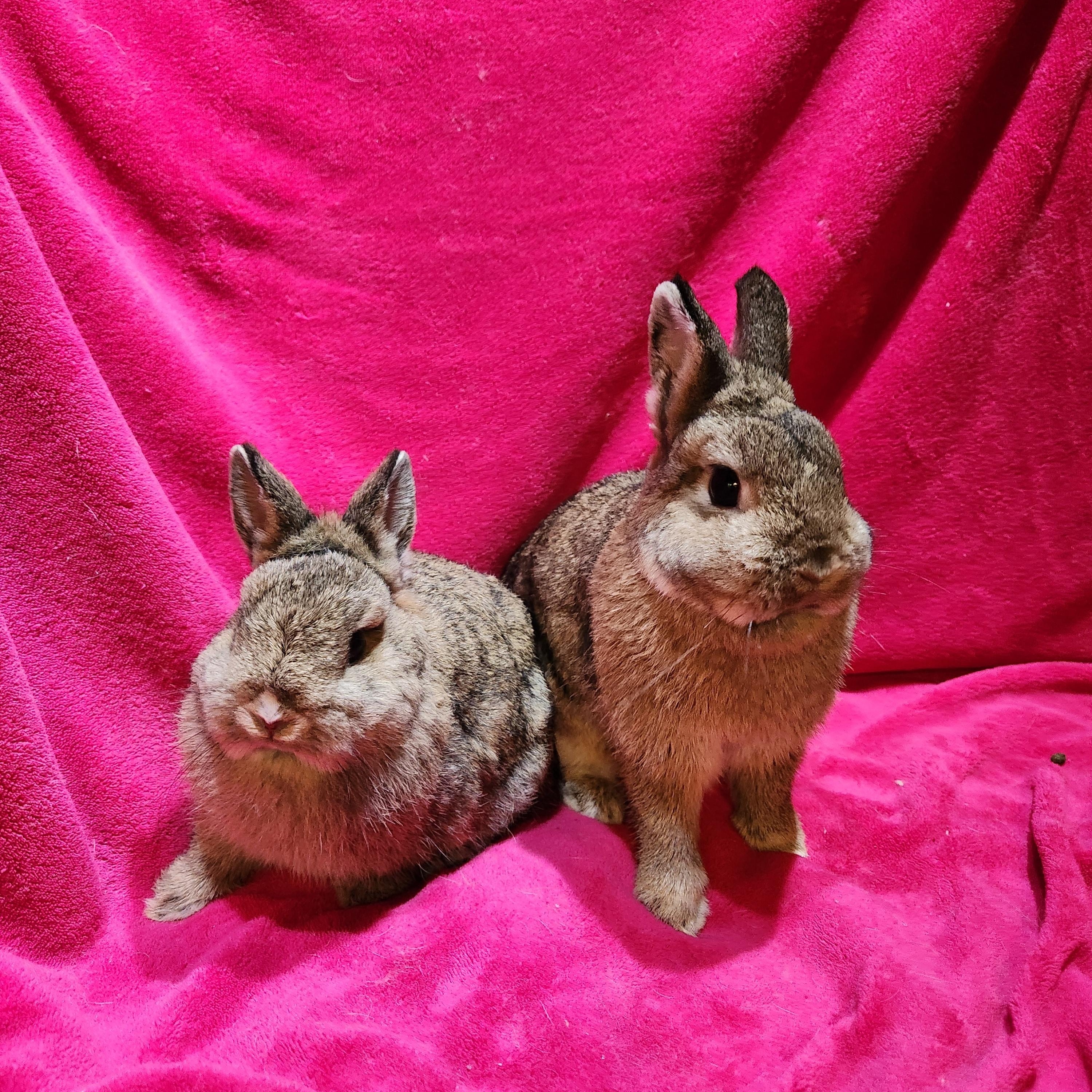 Kassie & Pipsqueak, Adopted, Young Female Netherland Dwarf.
