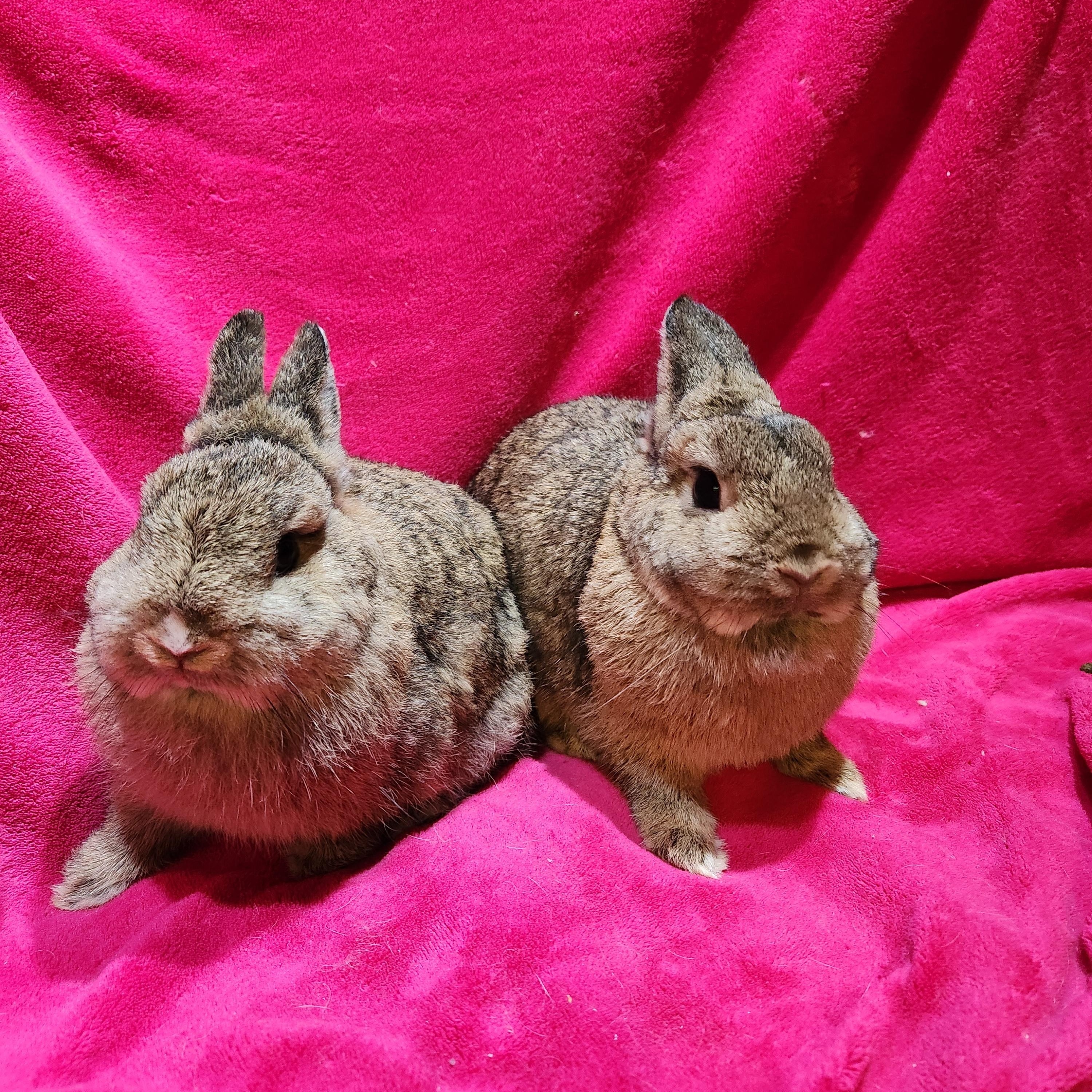 Enlarge Kassie & Pipsqueak, a Adopted Netherland Dwarf in Gig Harbor, WA image 3/5