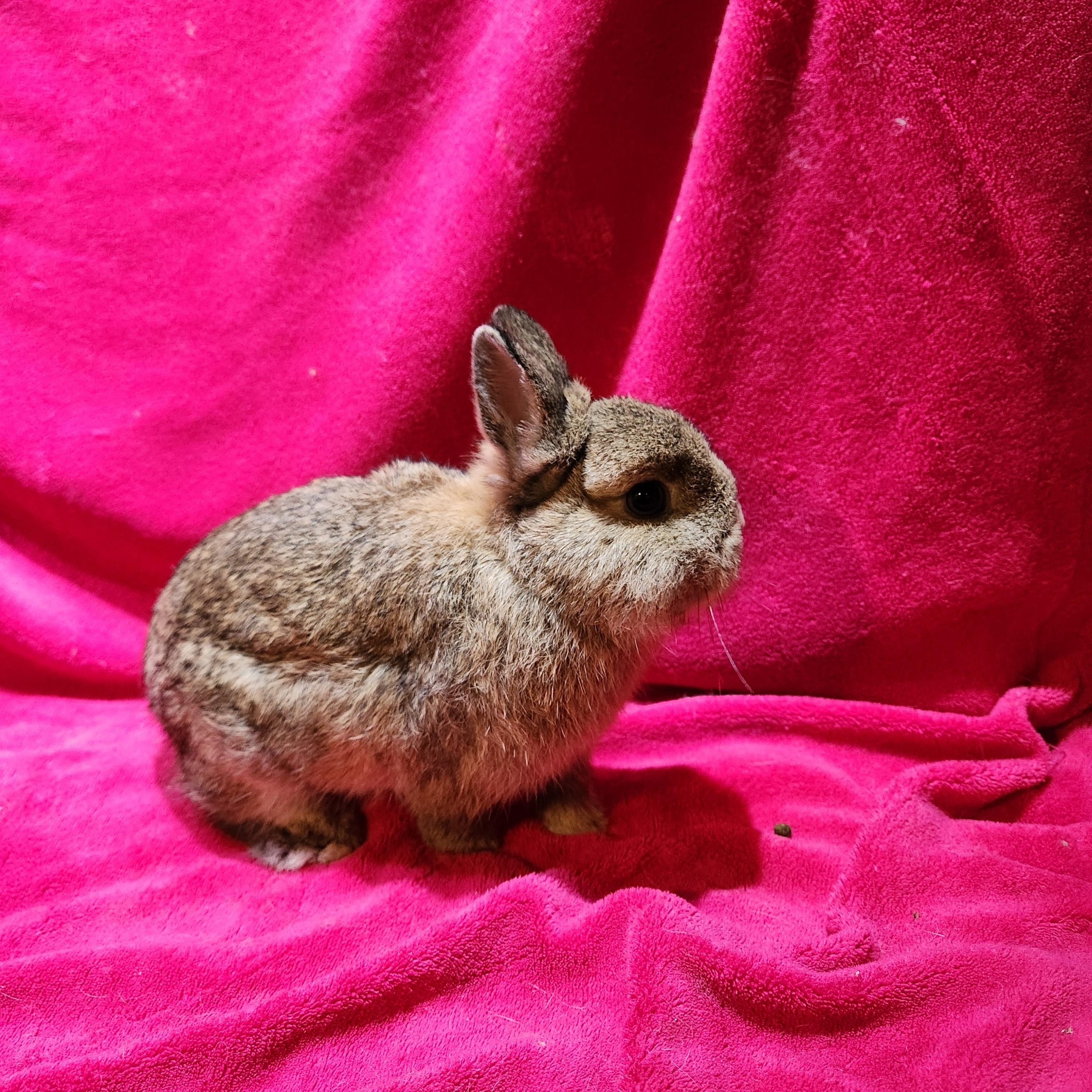 Enlarge Kassie & Pipsqueak, a Adopted Netherland Dwarf in Gig Harbor, WA image 4/5