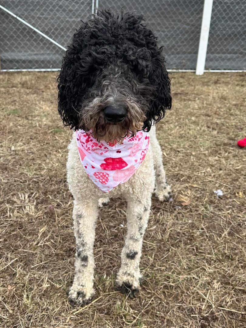 Jewels , a Adopted Standard Poodle in Sweetwater, TN image 1/2