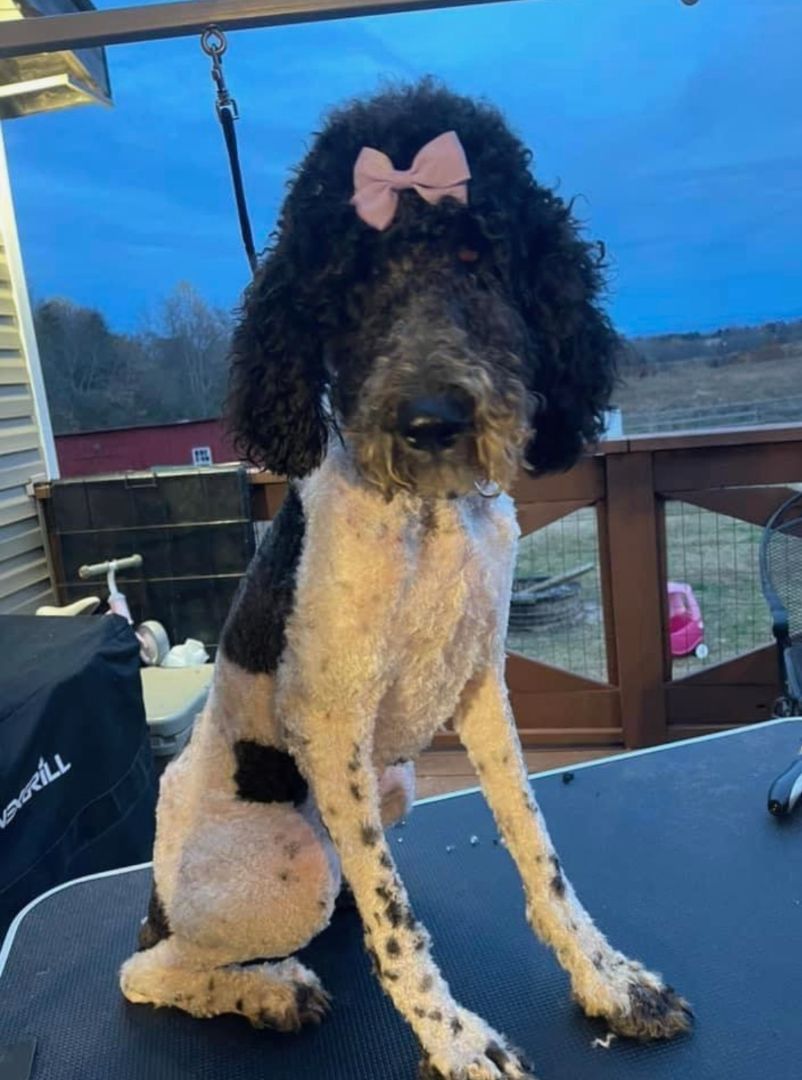 Jewels , a Adopted Standard Poodle in Sweetwater, TN image 2/2