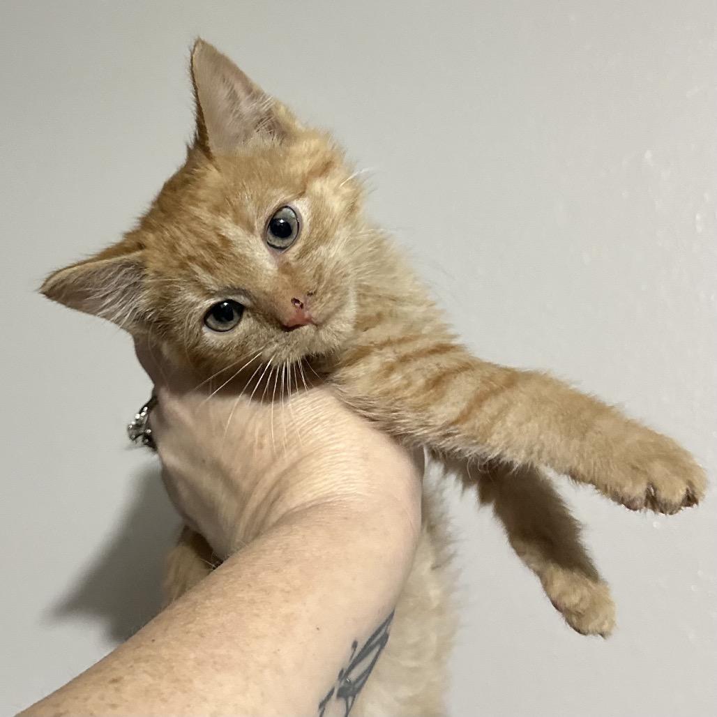 Ariel, Adoptable, Kitten Female Domestic Medium Hair.