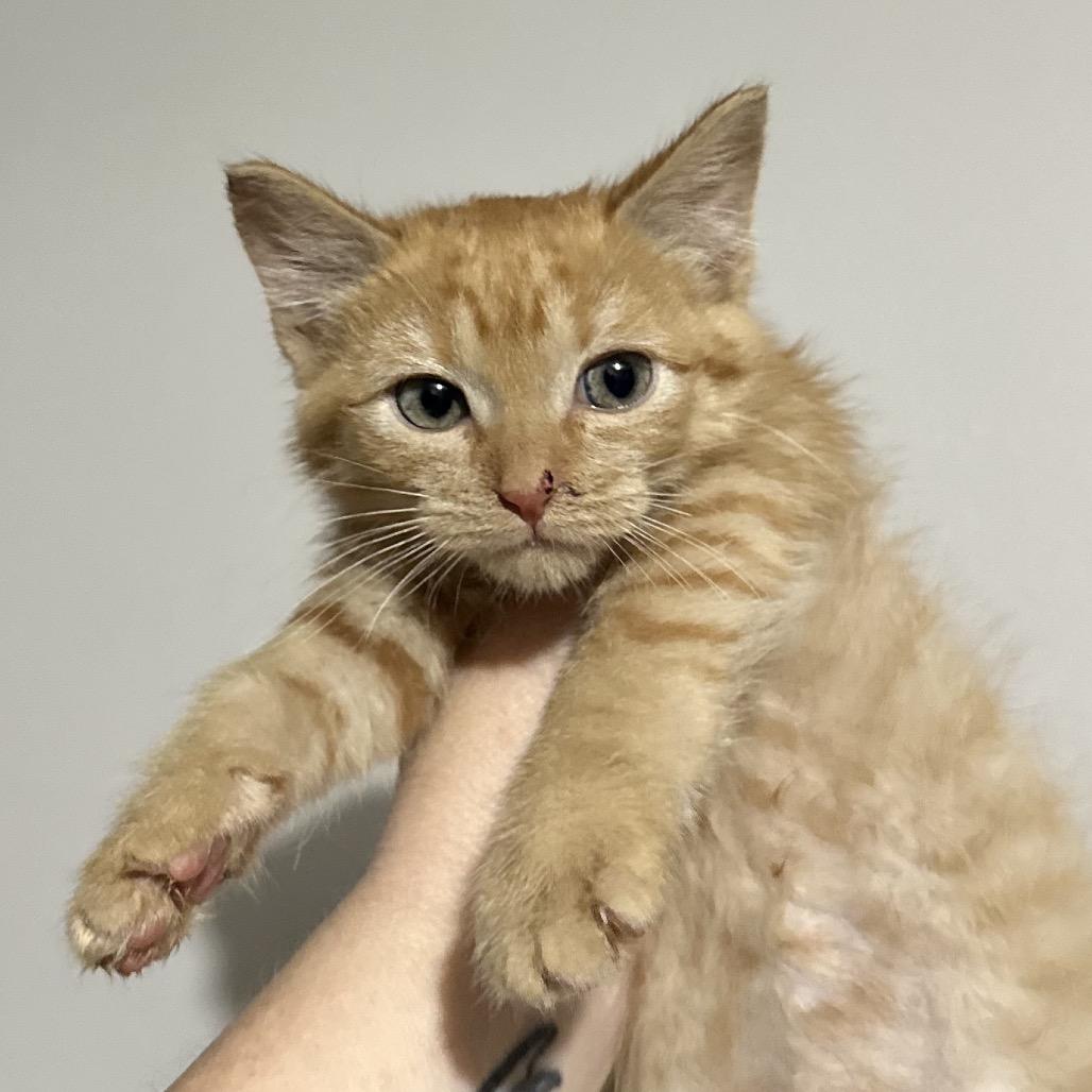 Enlarge Ariel, an adopted Domestic Medium Hair in Pocatello, ID image 2/2