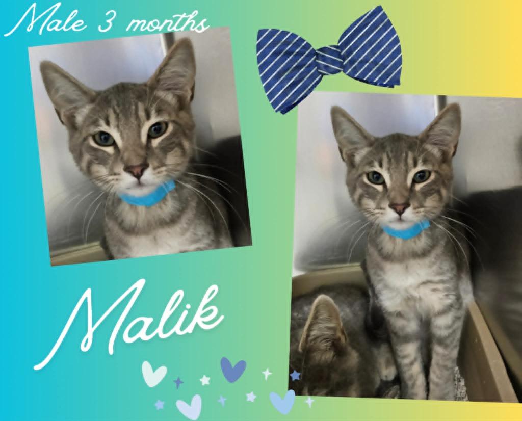 Malik, Adoptable, Kitten Male Domestic Short Hair.