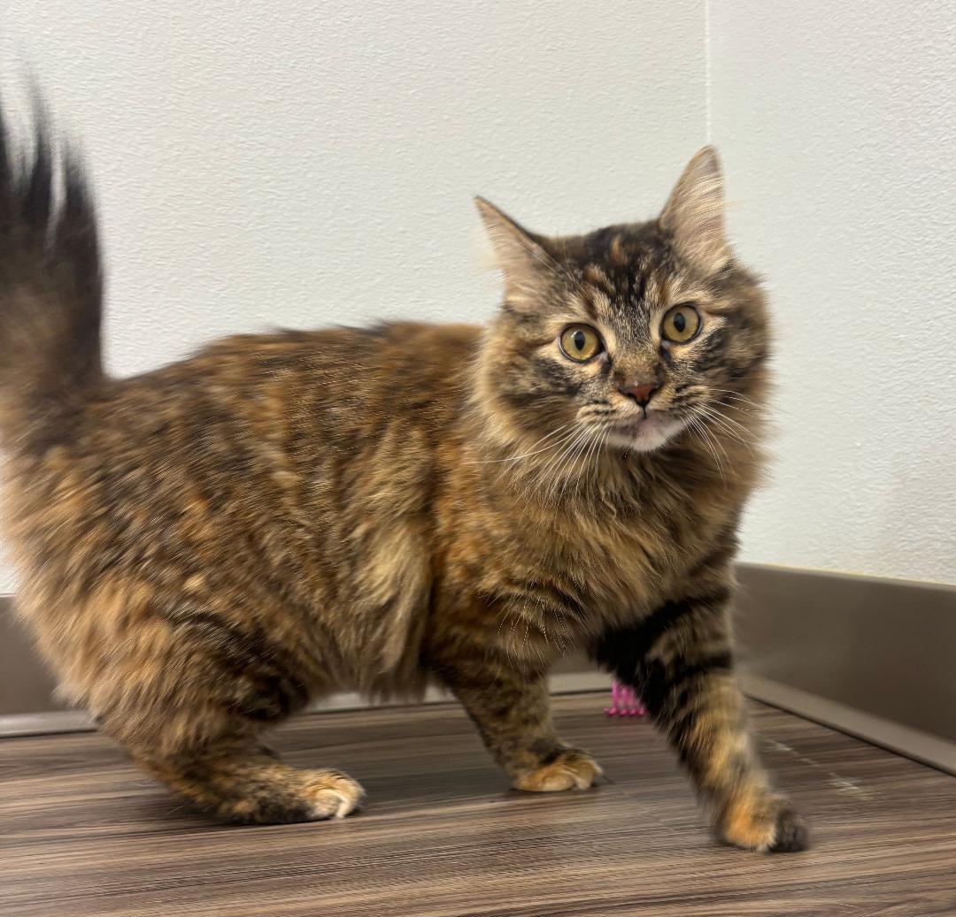 Sassy, an adopted Domestic Long Hair in Pella, IA image 2/3