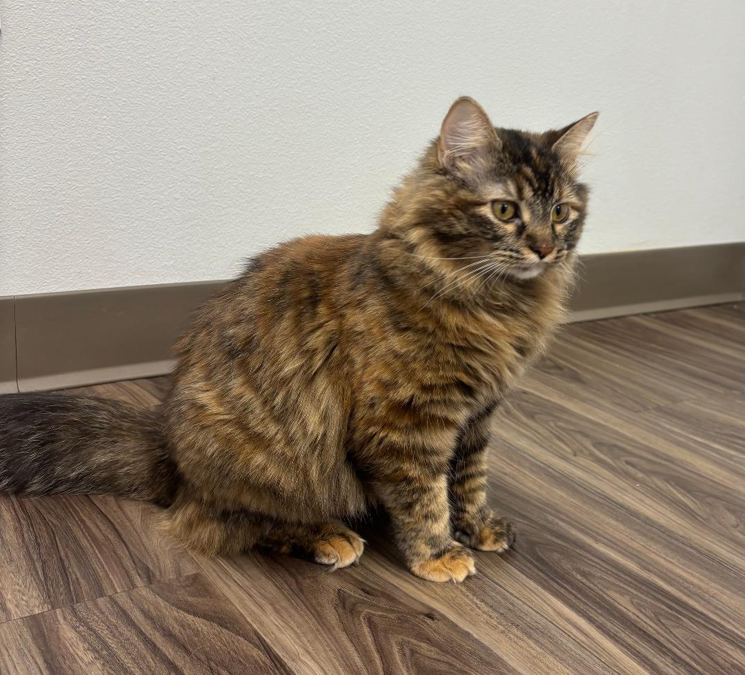 Sassy, an adopted Domestic Long Hair in Pella, IA image 1/3