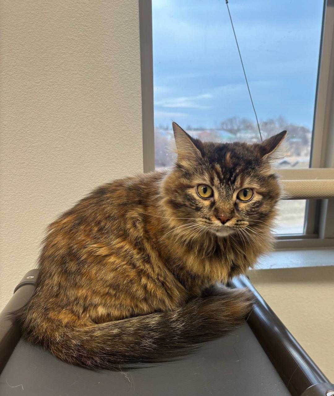 Sassy, an adopted Domestic Long Hair in Pella, IA image 3/3